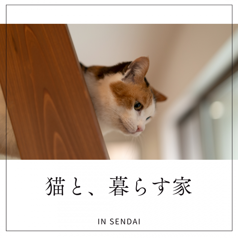 【実例】猫と暮らす家