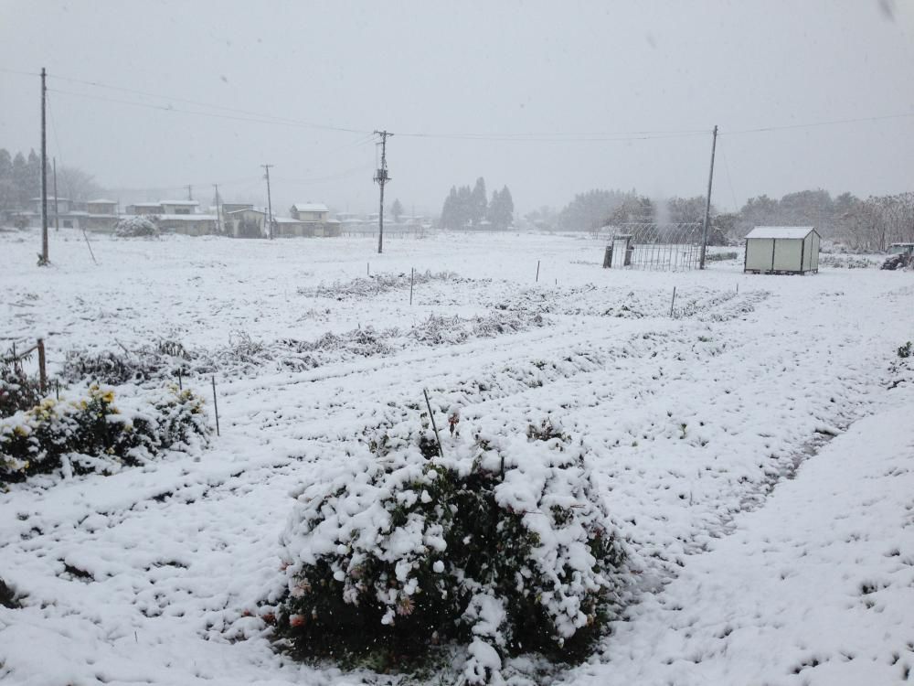 うわ～雪だ～