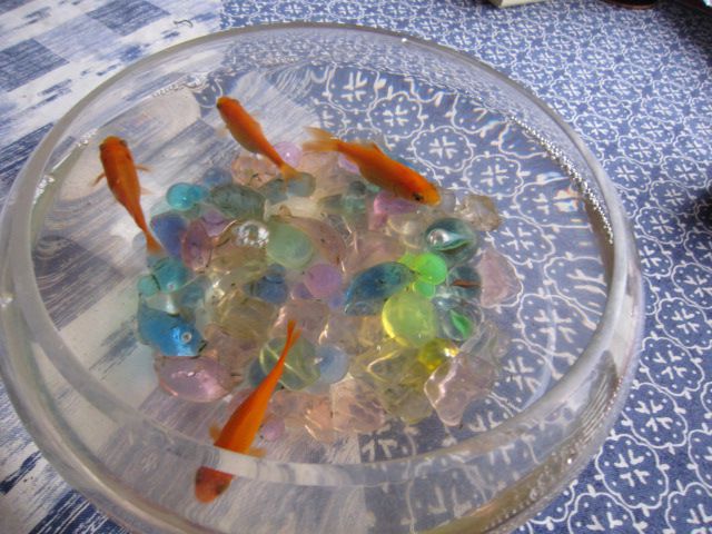 縁日の金魚が一年で大きくになりました。
