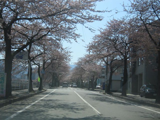 もうすぐ満開！