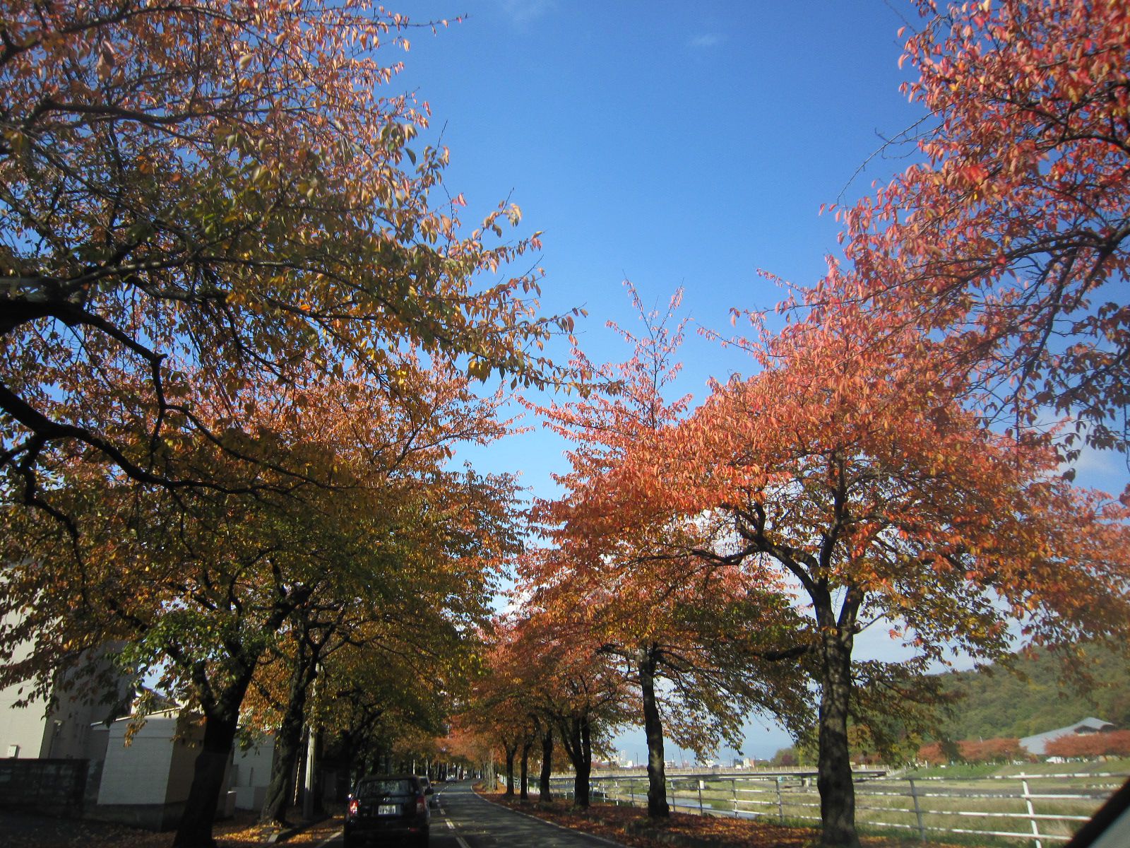 近くの桜並木が紅葉して桜が咲いたようです。