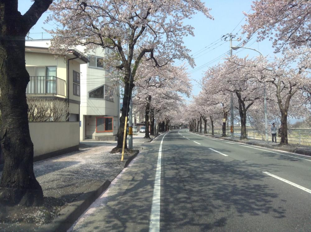 桜に思う。「散る桜、残る桜も、散る桜。」