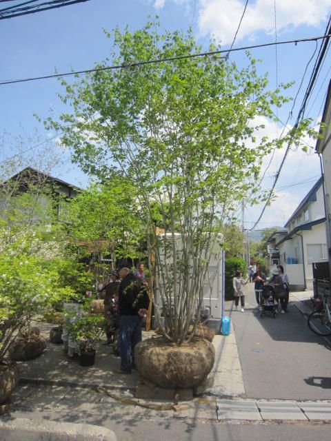 見事な「楓」の木、植木市の、あだち造園さんのお店です。