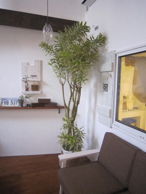 「私のしろい家」展示場。観葉植物交換しました。