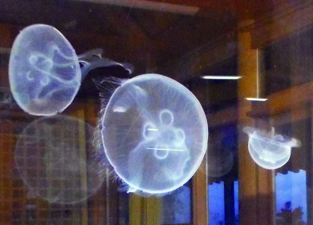 【終了】加茂水族館クラゲ展示
