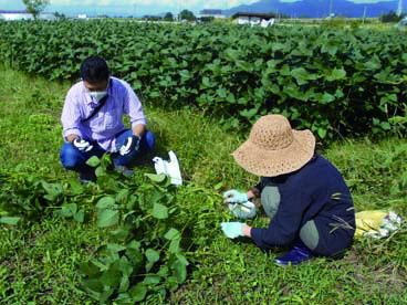 【終了】秘伝豆の収穫体験