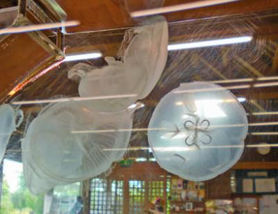 【加茂水族館クラゲ展示】11/3(火・祝)まで開催中