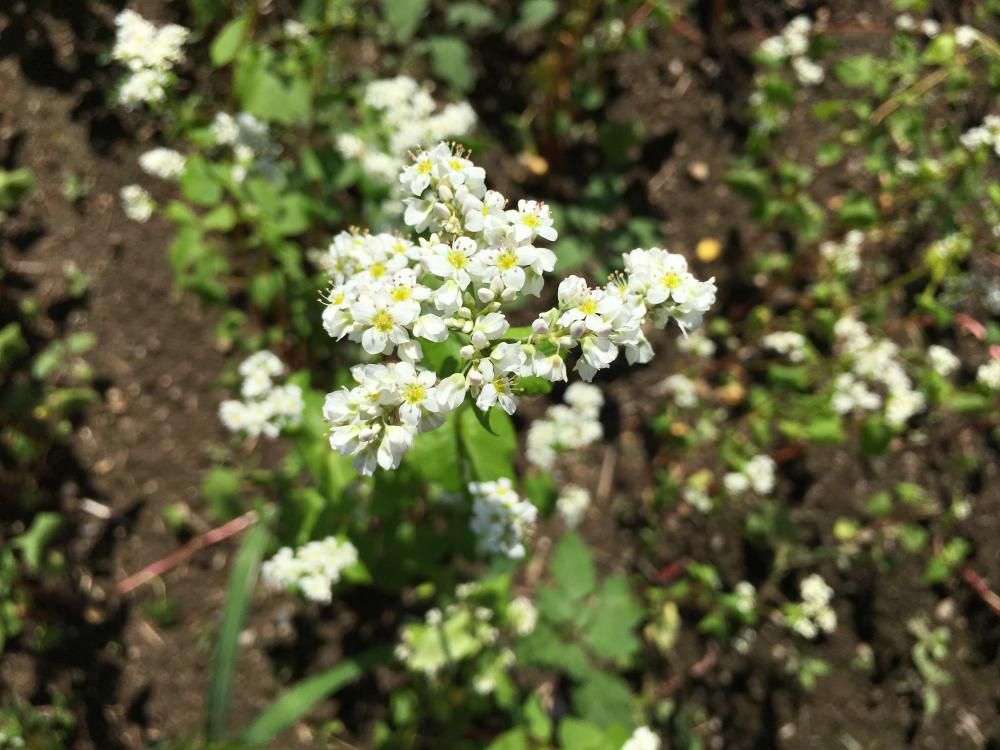 そばの花