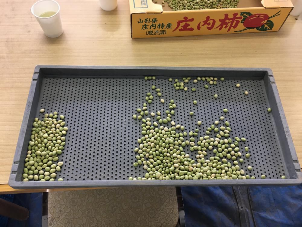 秘伝豆種子選別