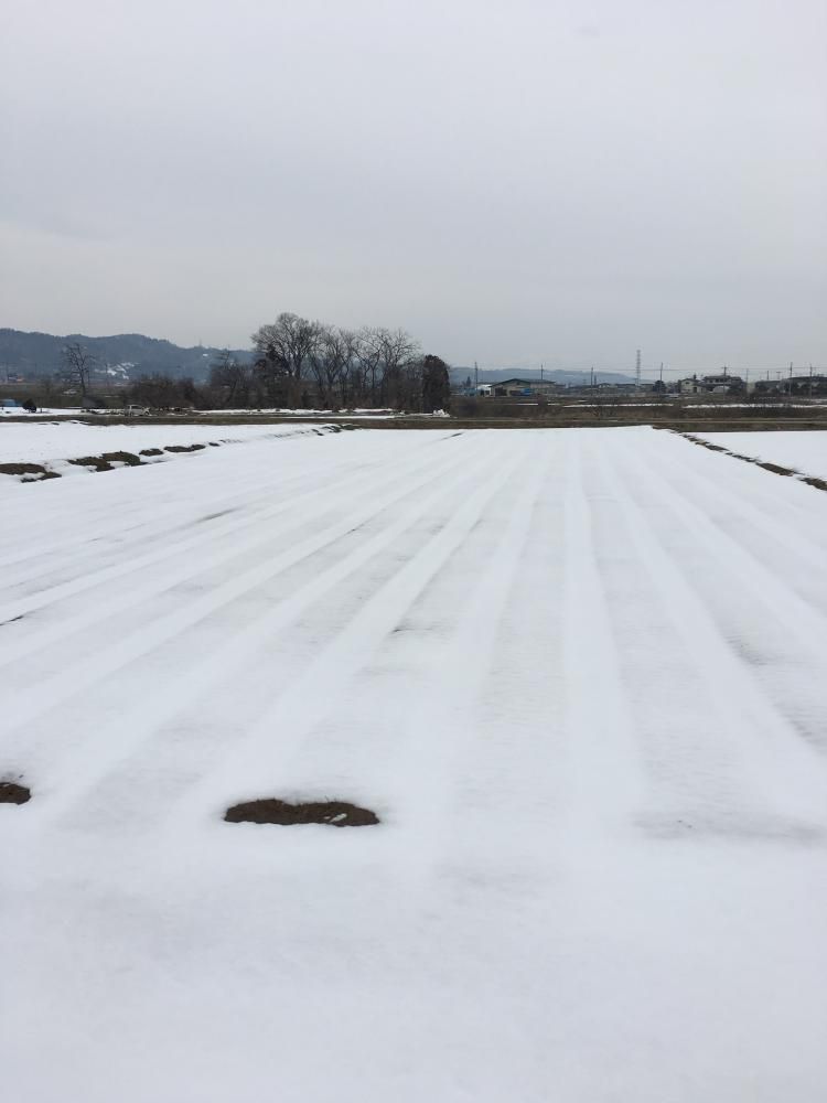 春はまだです