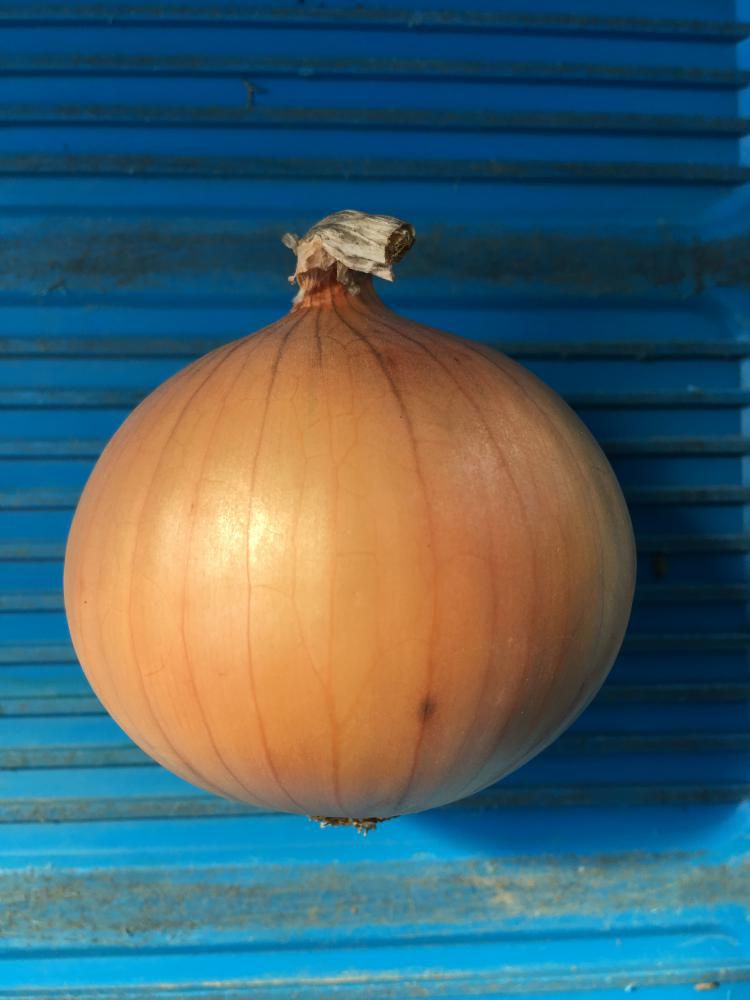 出荷