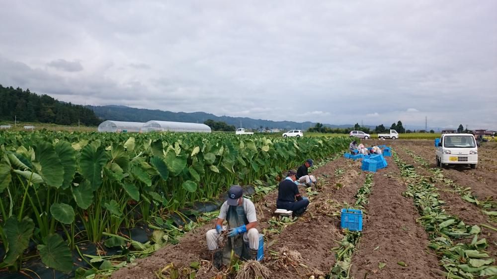里芋収穫中！アジサイマダム