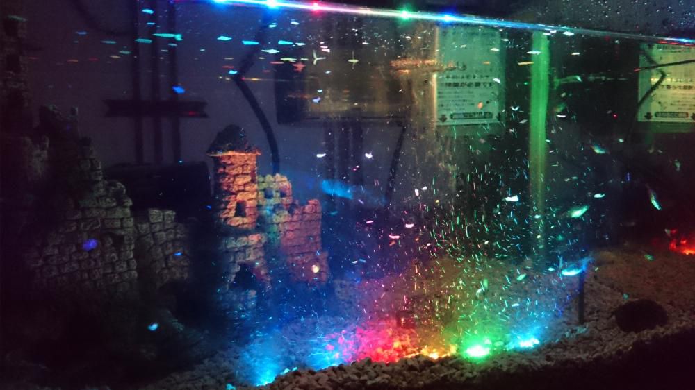 俺の熱帯魚！