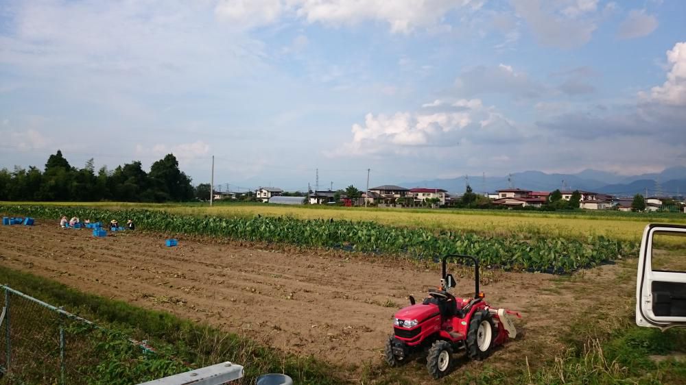 里芋収穫！