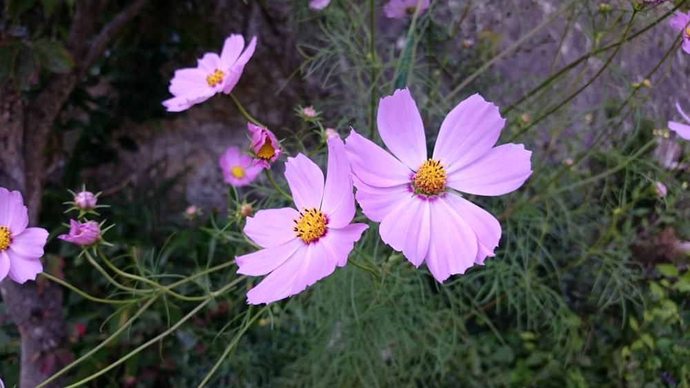 秋桜