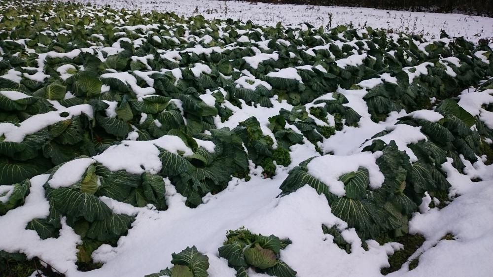 雪下キャベツ！