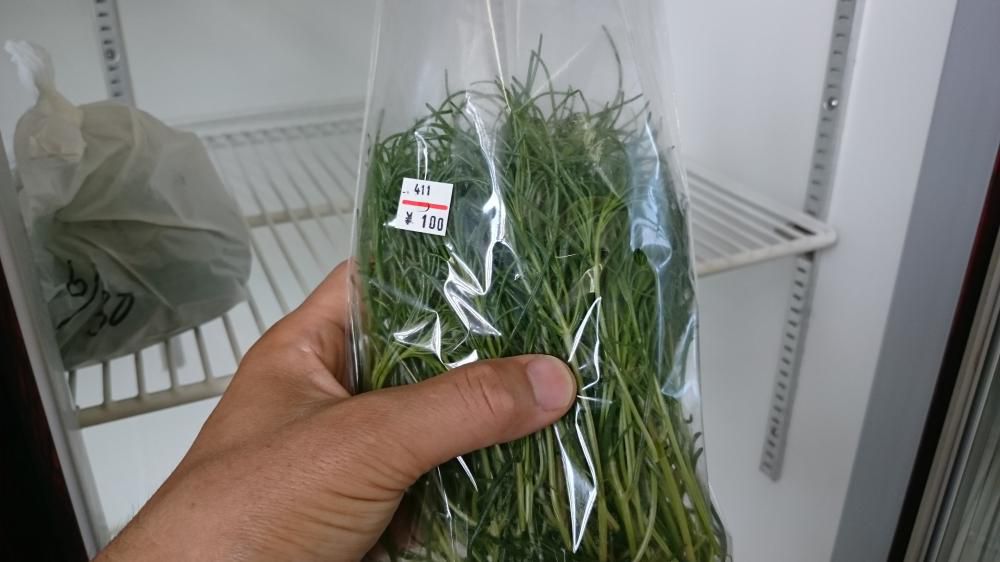 7月！おかひじき出荷＼(^_^)／