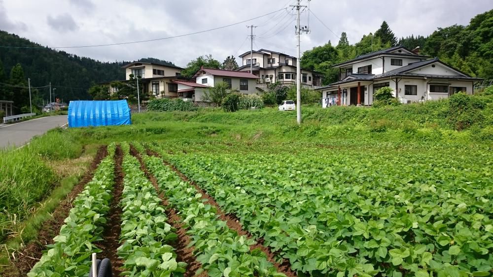 大豆排水について！