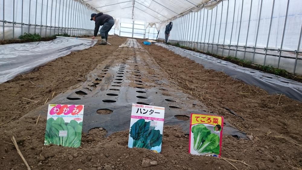ハウス葉物！