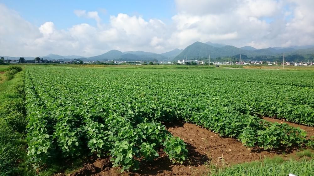 大豆、摘心