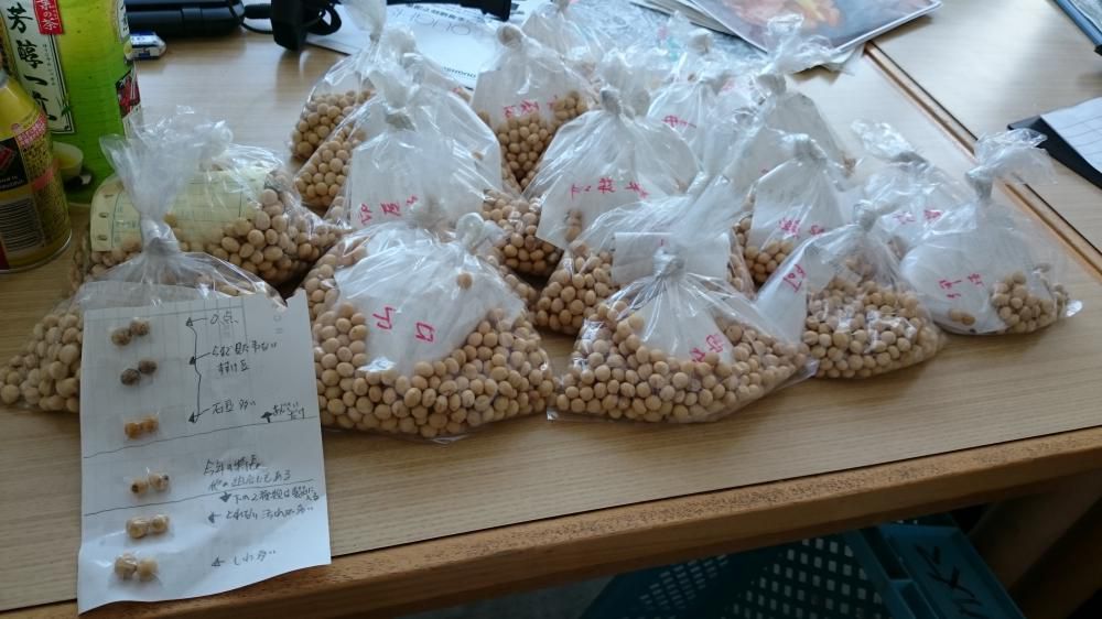 大豆収量調査、品質