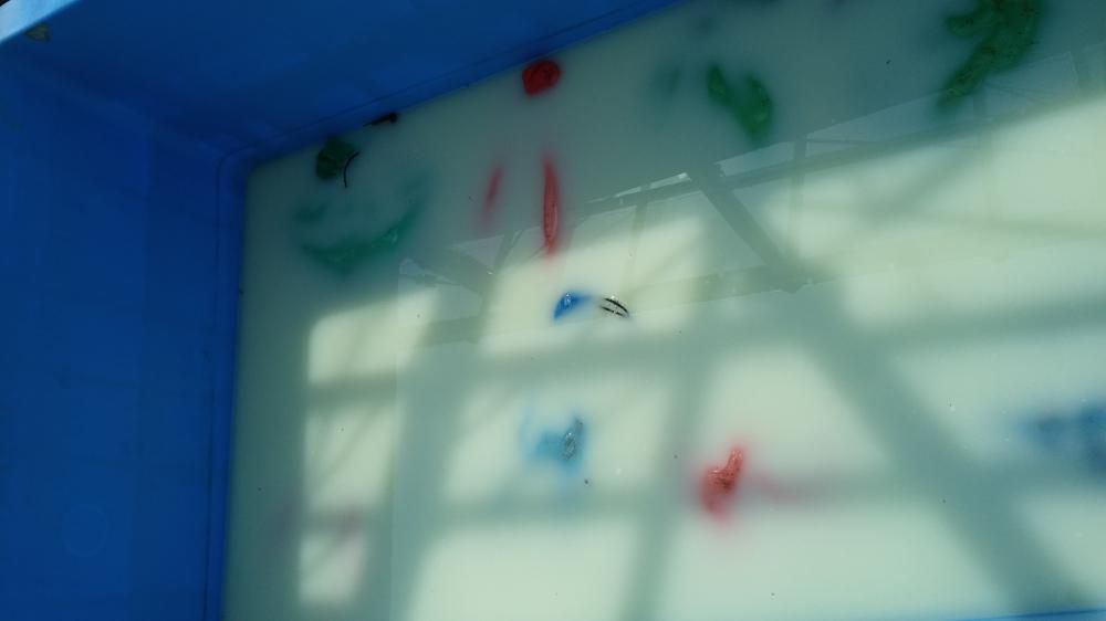 水稲種子消毒、水つけ