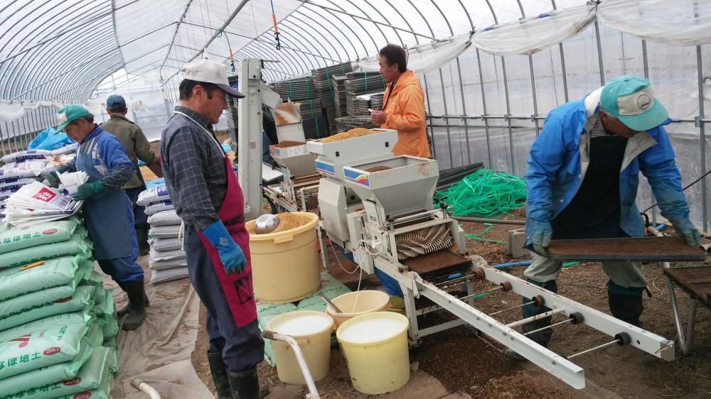 水稲種子芽だし作業