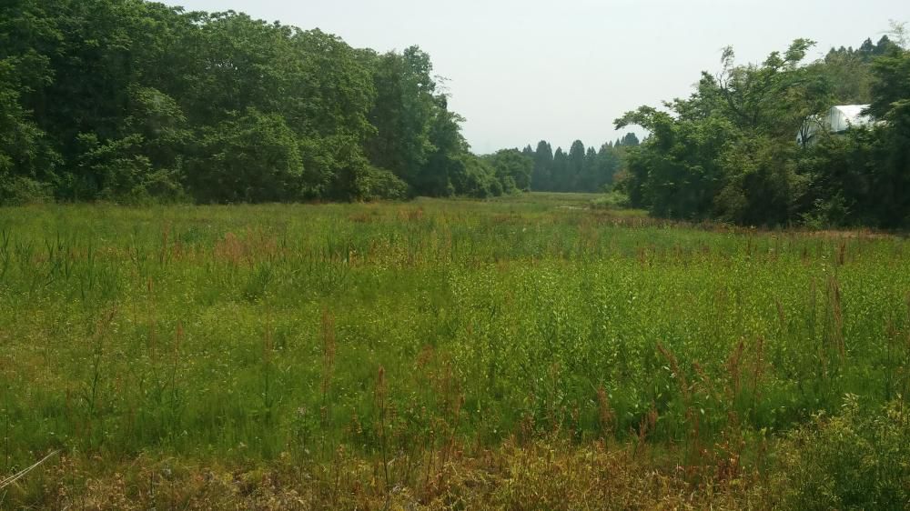 代掻き田植えも終わり、、