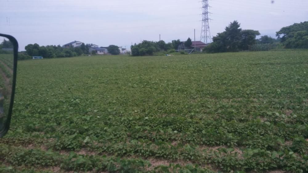 大豆畝間中耕