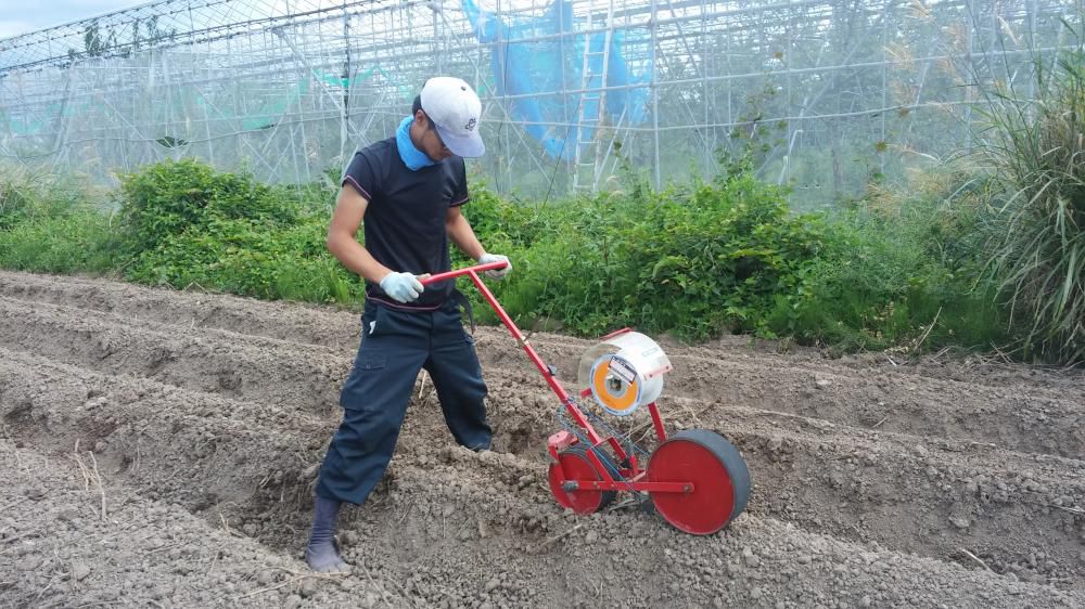 青菜種まき作業(^^)