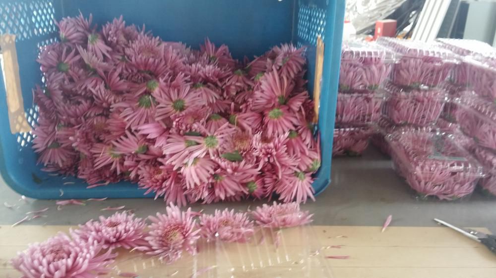 菊初出荷！