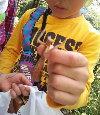 長根山のカマキリ!!