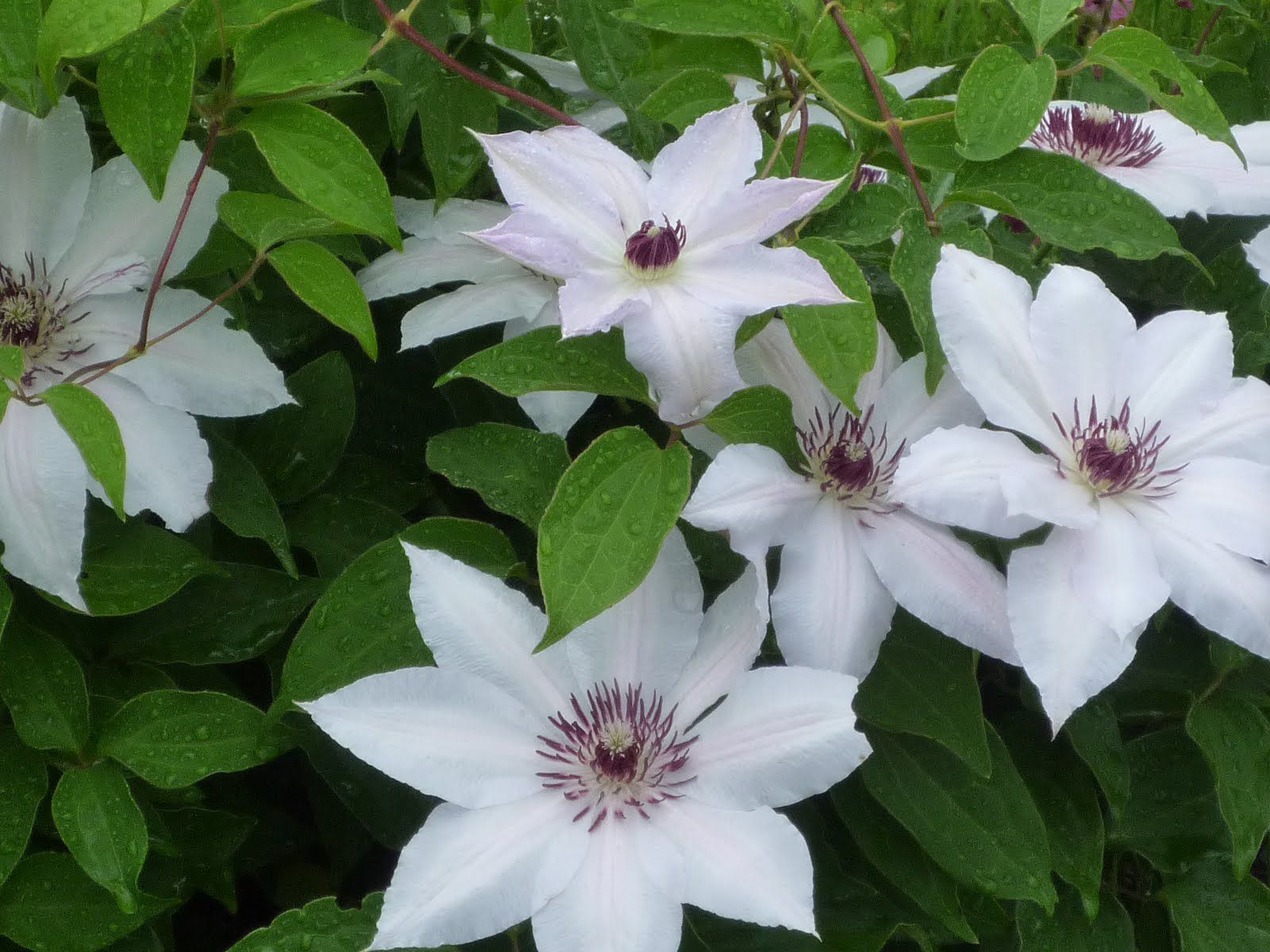 尾花沢市徳良湖花情報