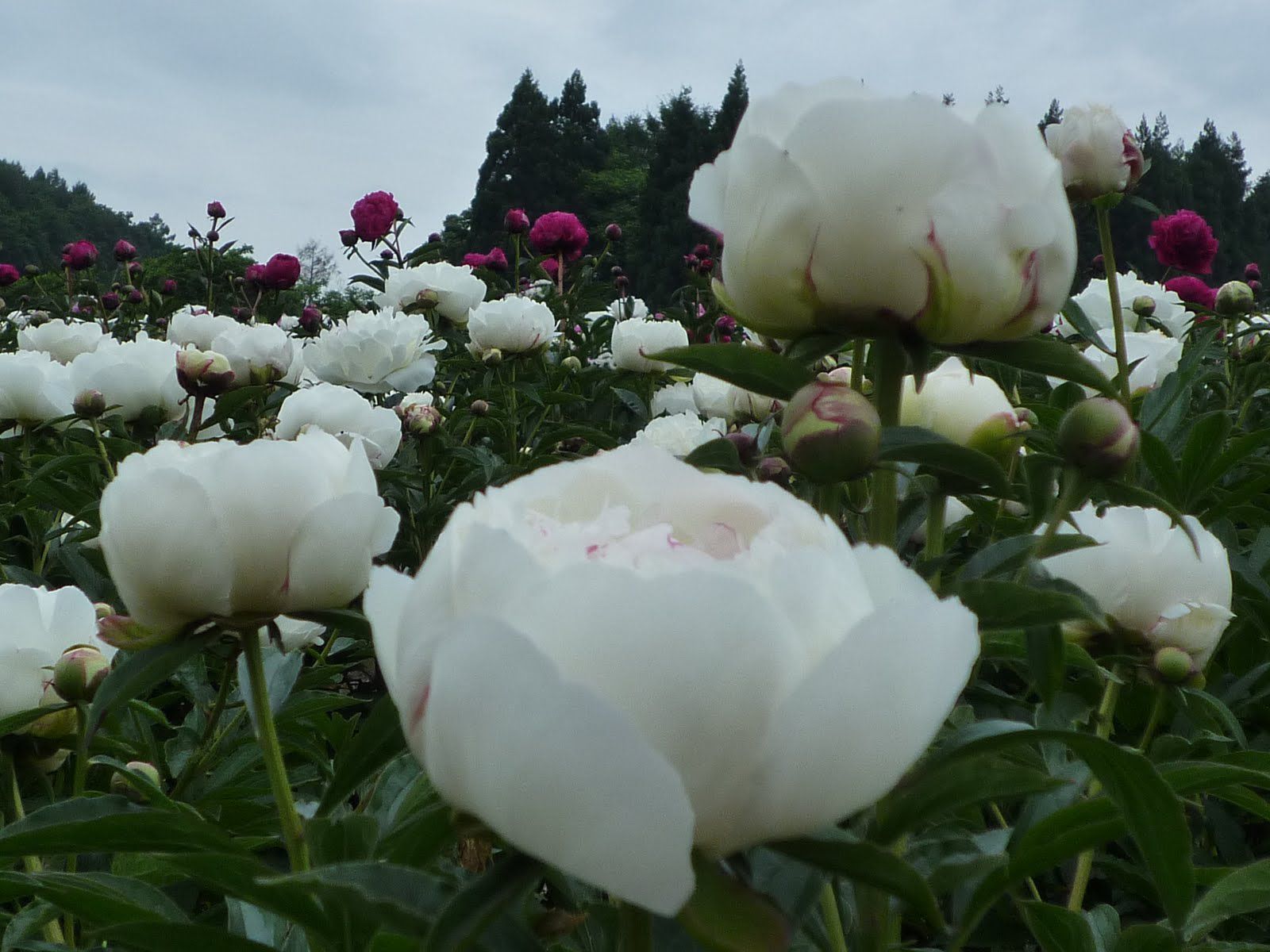 尾花沢市徳良湖の花々