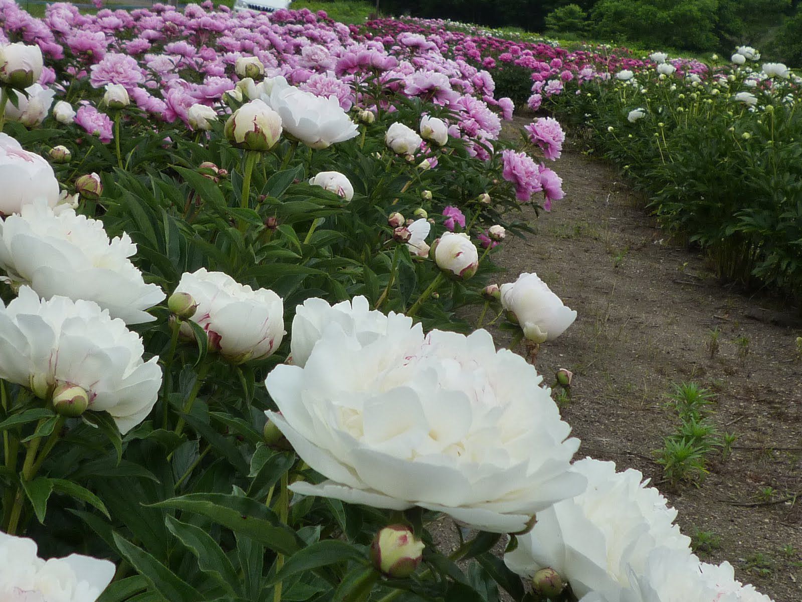 尾花沢市徳良湖の芍薬