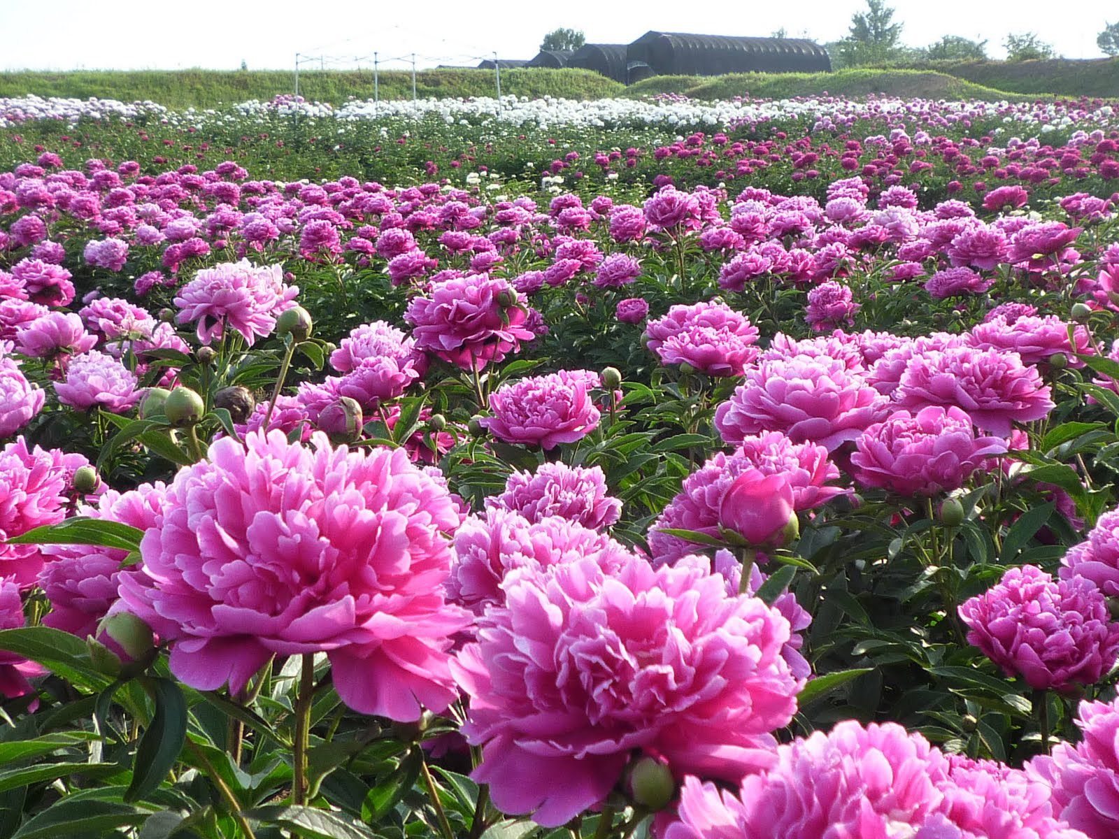 美しい徳良湖の花畑