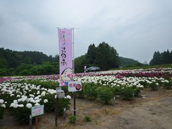 徳良湖の芍薬