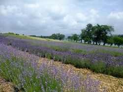 徳良湖の花達