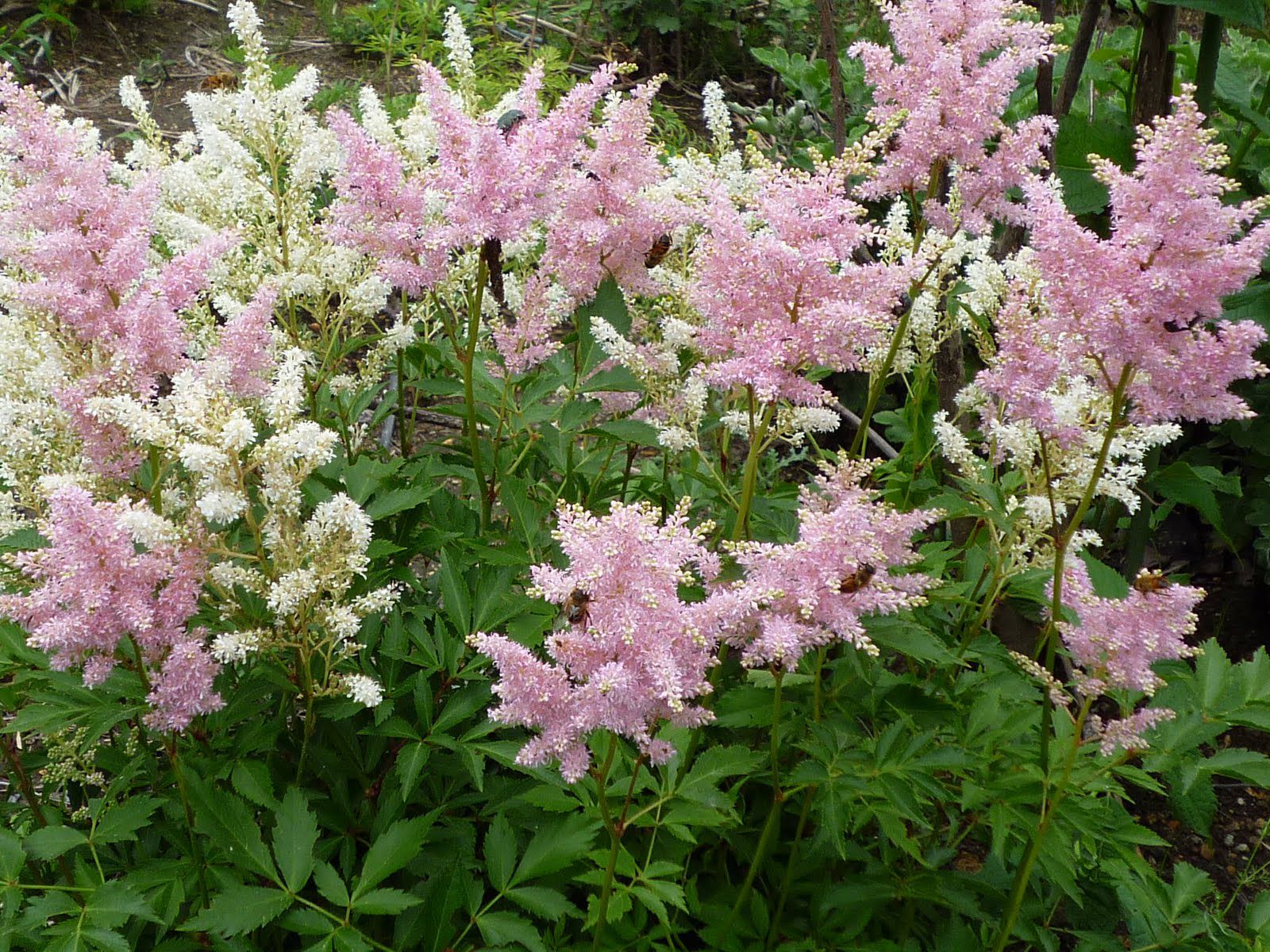 梅雨にも負けず徳良湖の花々