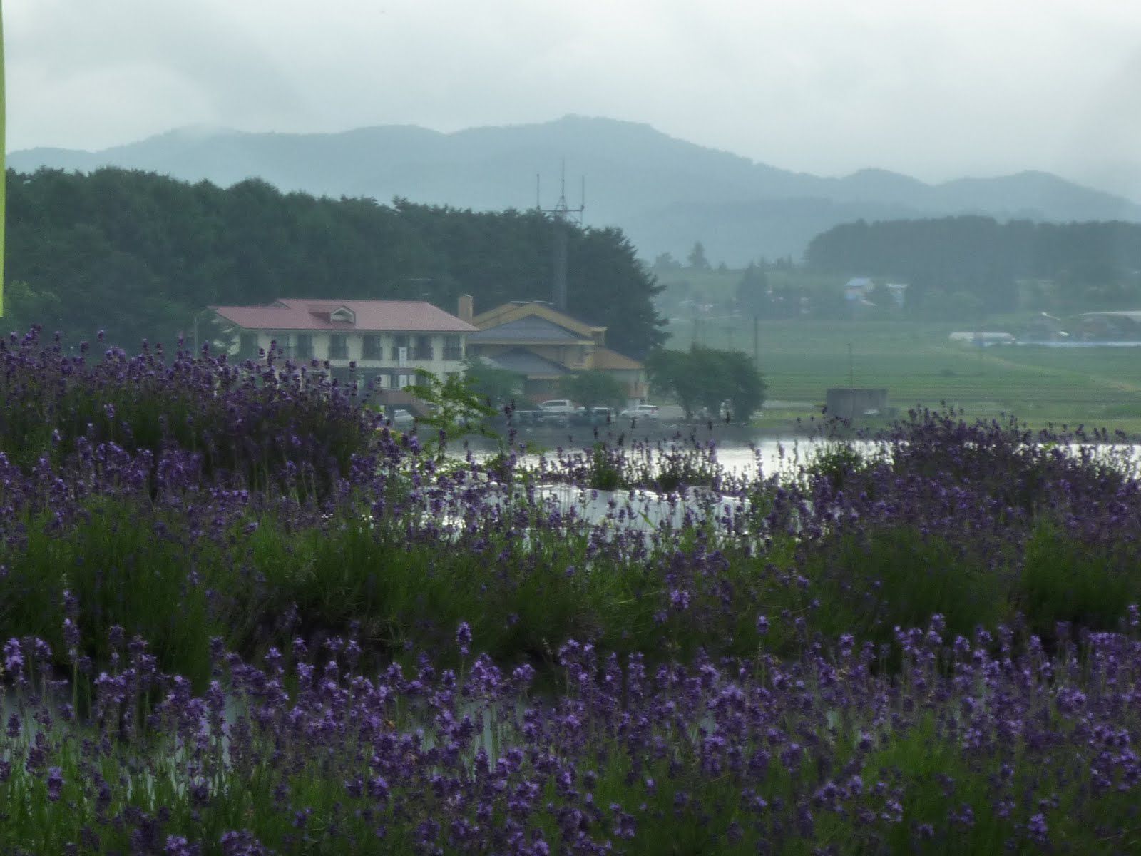 徳良湖ラベンダー畑
