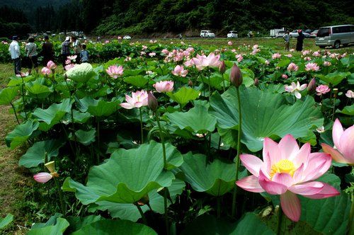 尾花沢ハスの花見ごろです