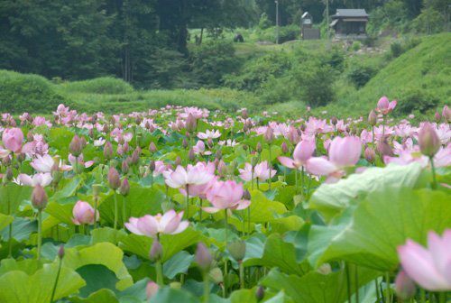 見事なハスの花　ｉｎ　尾花沢