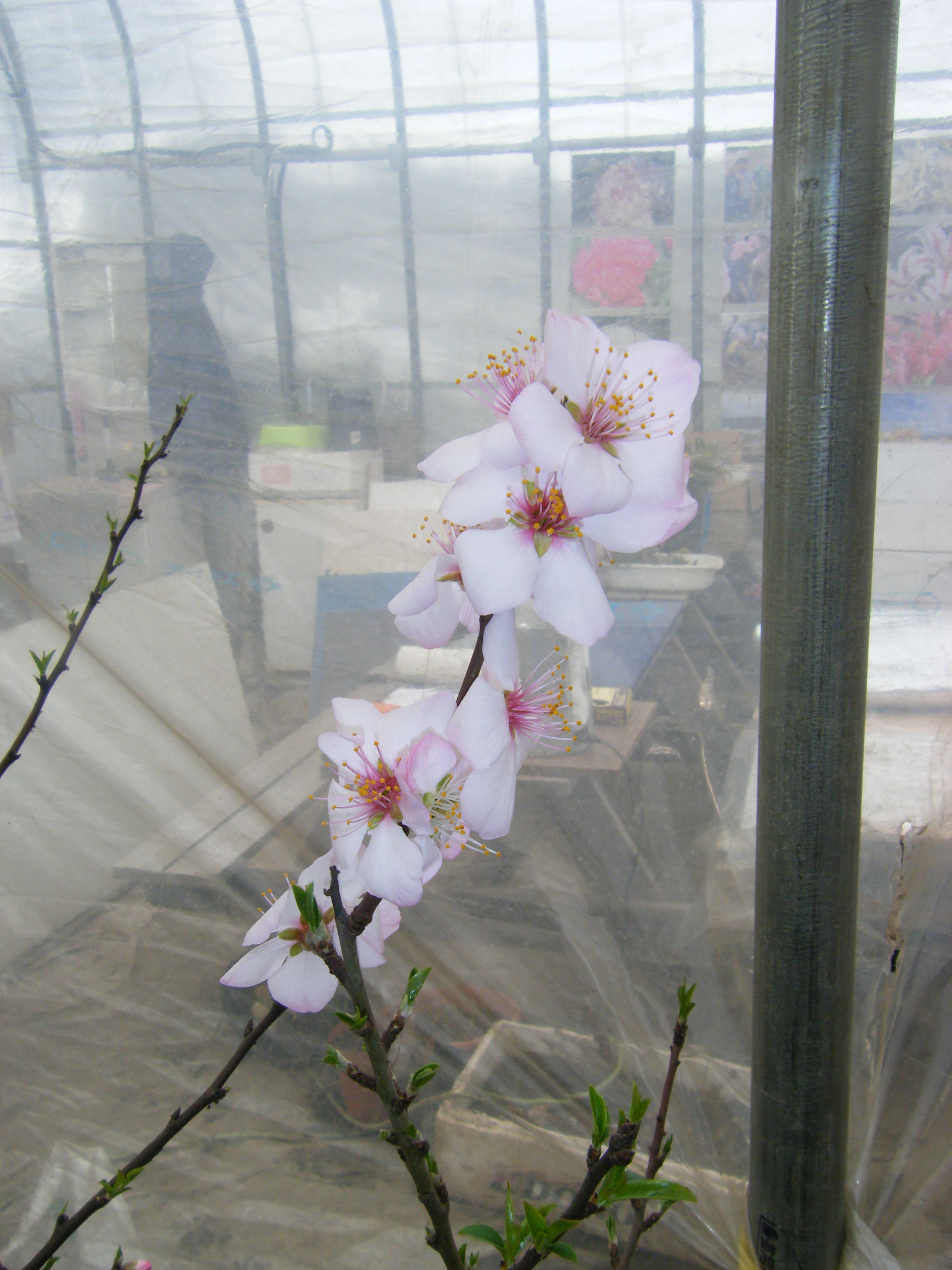 豪雪尾花沢に咲くアーモンドの花　（●＾o＾●）