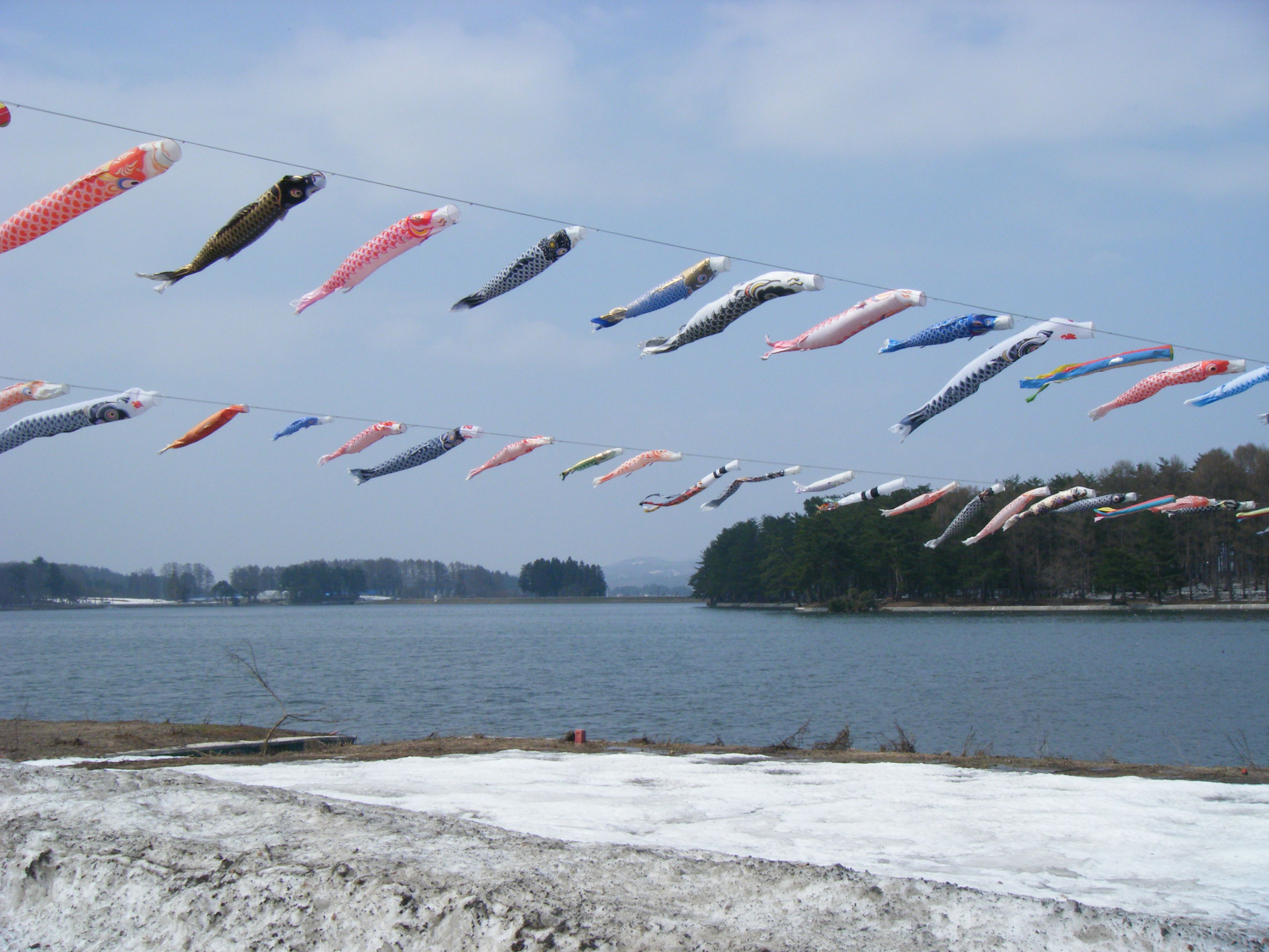 尾花沢市の徳良湖に大量の鯉のぼり