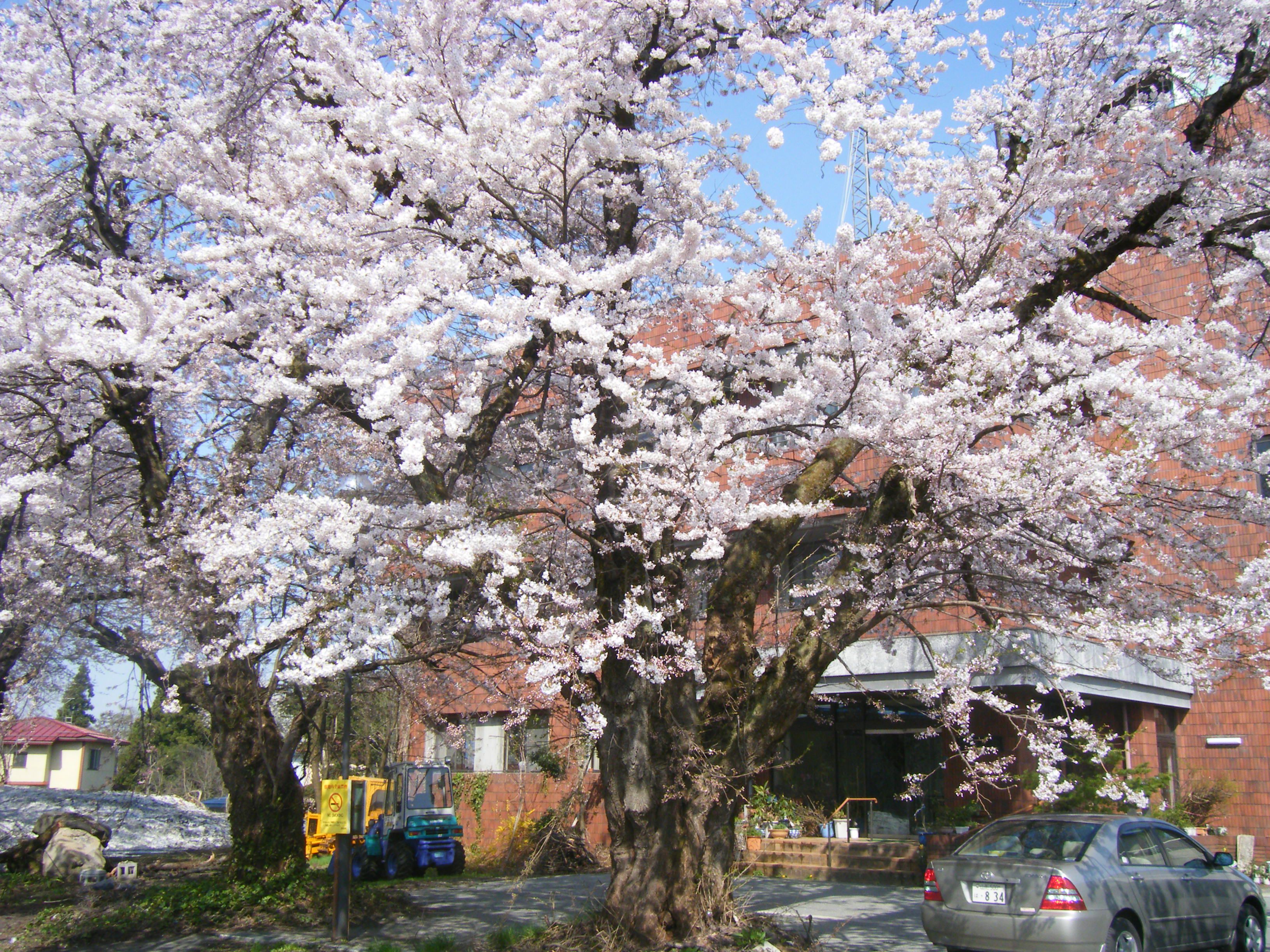 尾花沢市の桜咲きました
