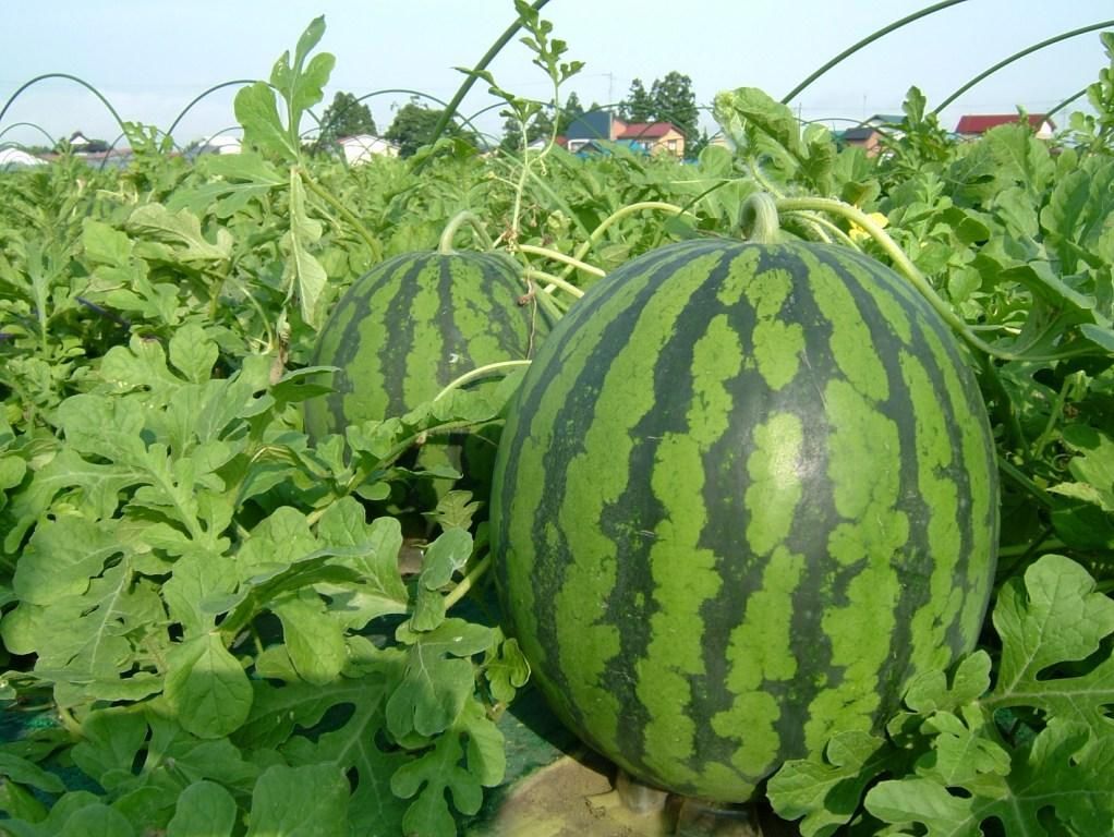 尾花沢すいか祭り