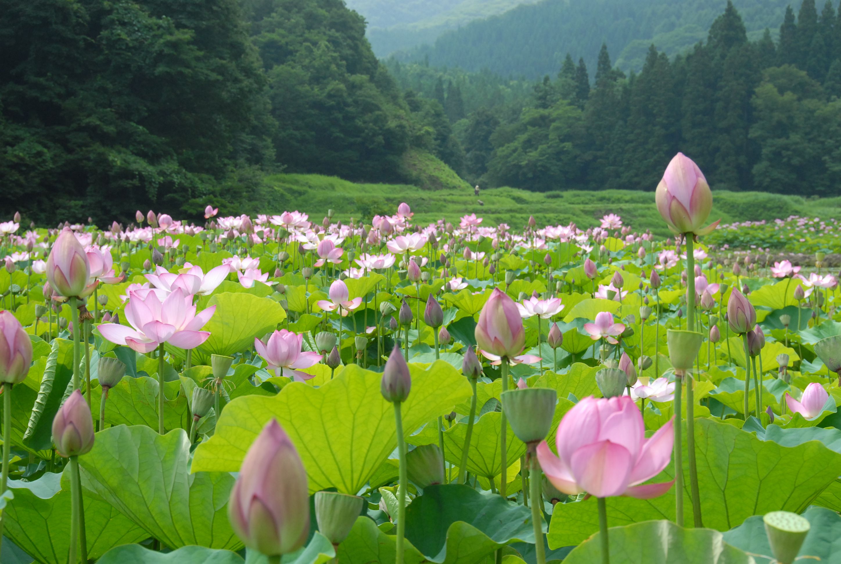 尾花沢ハスまつり情報