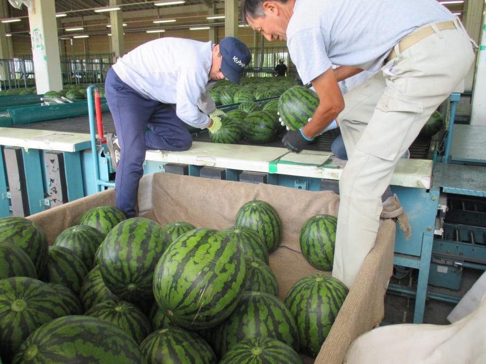 夏スイカ生産日本１の尾花沢市　大玉スイカ出荷開始です