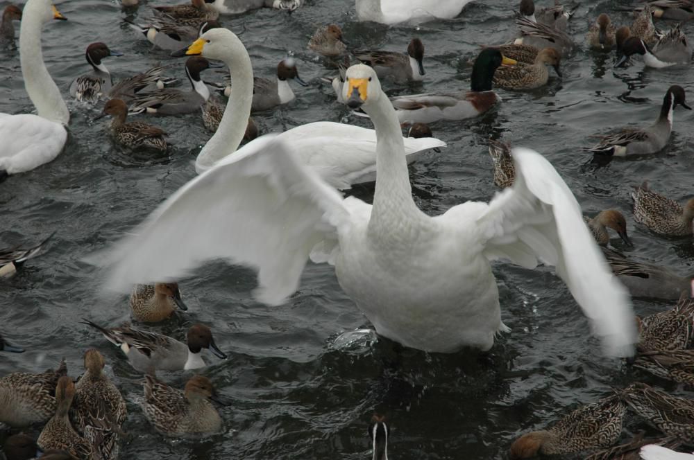 雪残る尾花沢から旅立ち準備の鳥たち