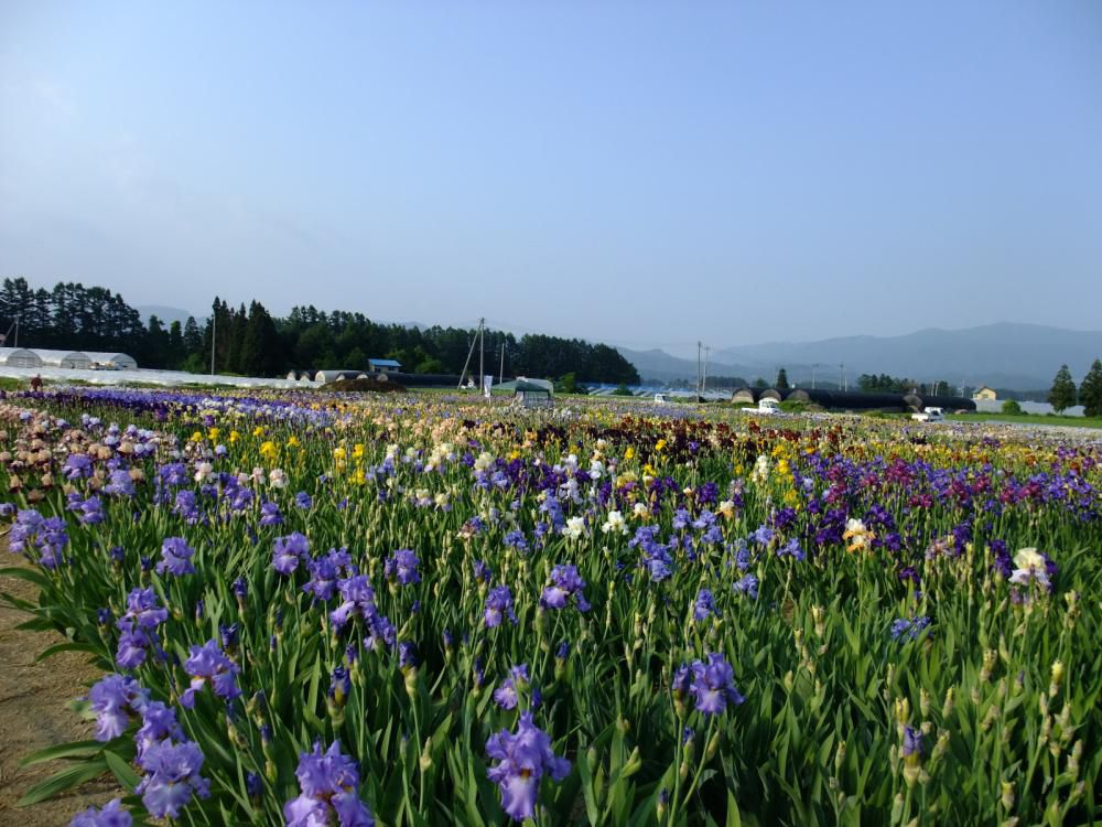 尾花沢市「徳良湖　はながさの丘」ジャーマンアイリス見ごろ
